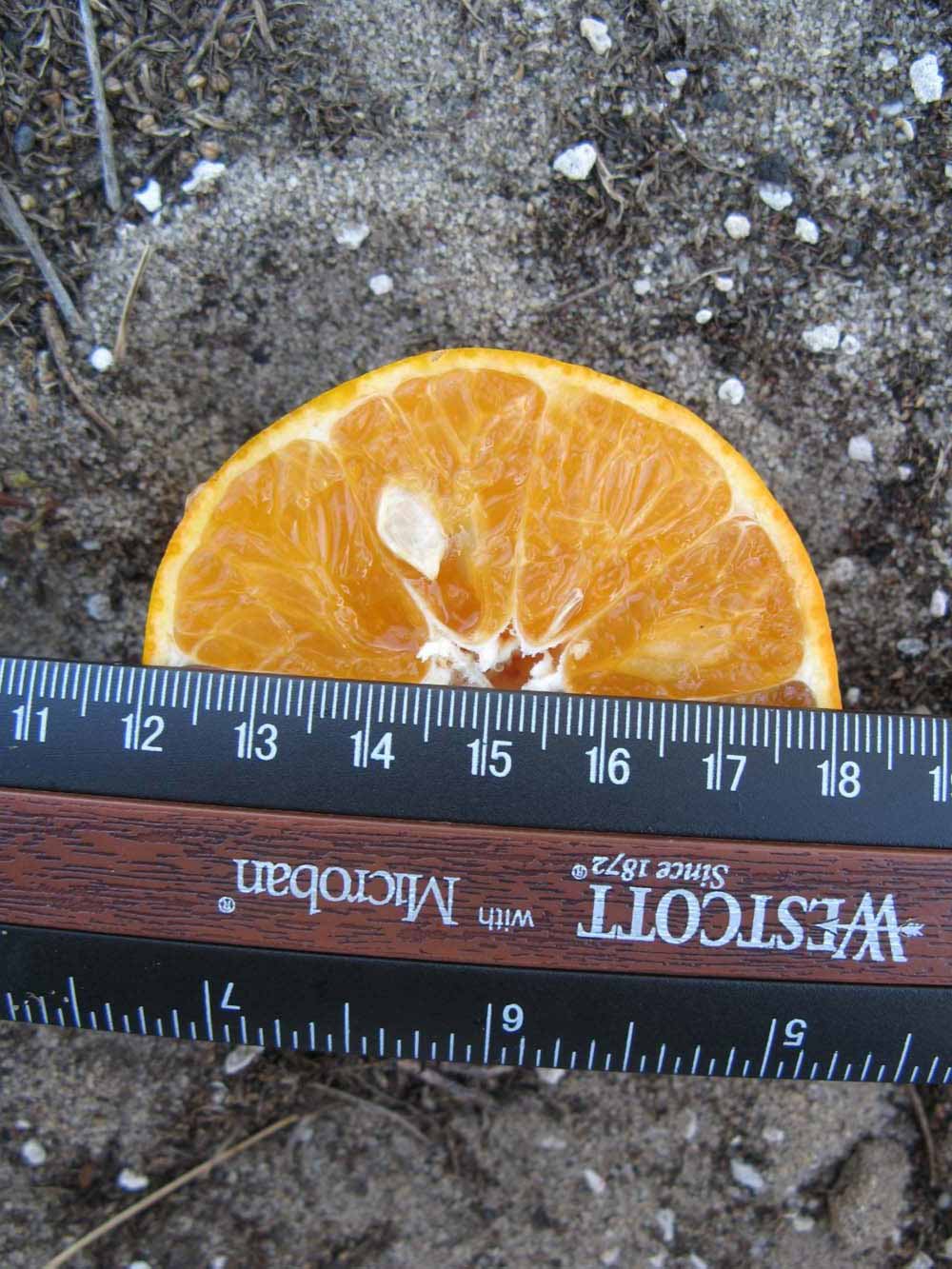              Fruit cross-section (Winter Haven, FL)       